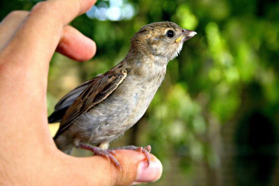 Thành ngữ tiếng Đức “Einen Vogel haben” có nghĩa là gì? 